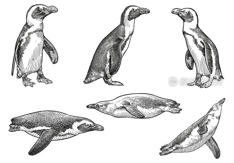 一组企鹅的矢量图