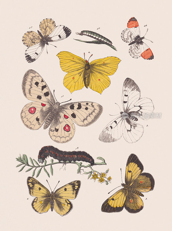 蝴蝶(凤蝶科，粉蝶科)，手工彩色平版印刷，1881年出版