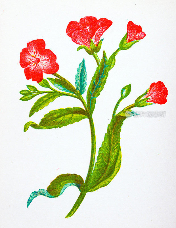 野生花卉的古董植物学插图:大毛柳草，毛柳草