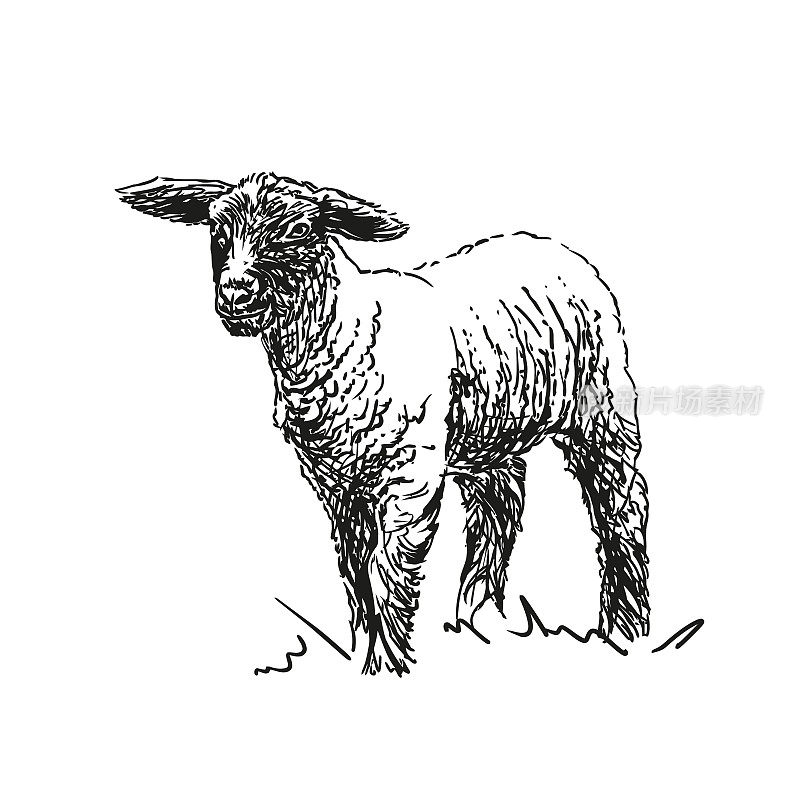 羔羊——农场动物，手绘插图