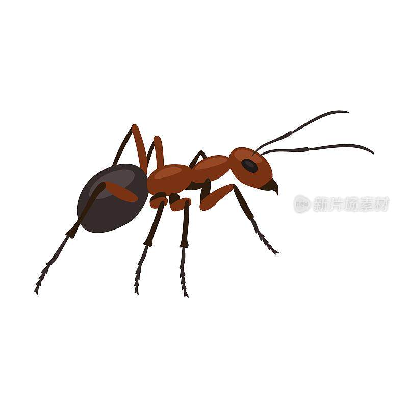 小蚂蚁昆虫在白色背景卡通插图。瓢虫，甲虫，幼虫，蟑螂，蟑螂，蚂蚁，蝴蝶