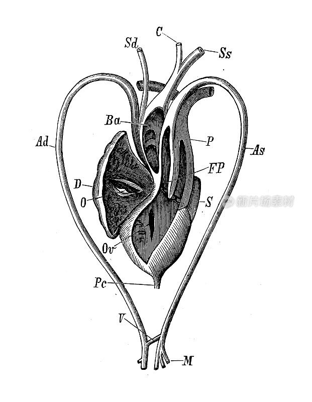 古董生物动物学图像:鳄鱼卢修斯，心脏