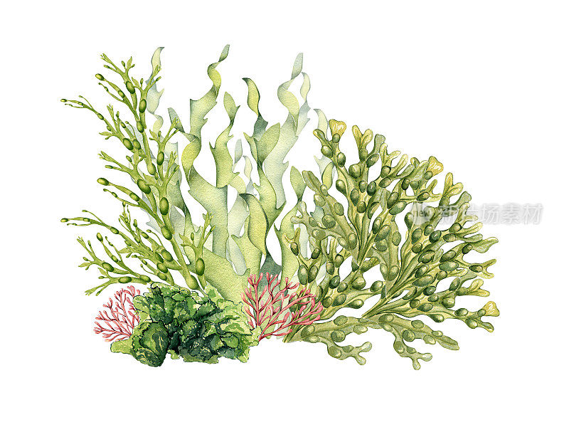 组成的绿色海洋植物水彩插图孤立在白色。海带，海沙拉，乌尔瓦，豆子手绘。设计元素用于包装，标签，广告，包装，海洋收集