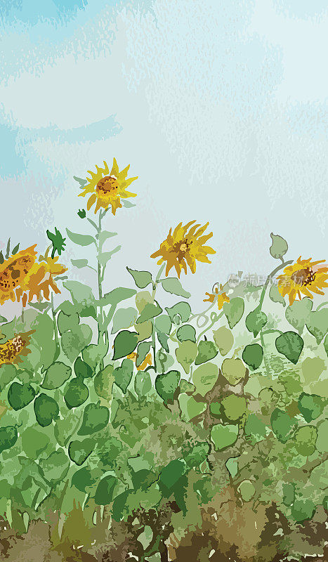 矢量插图的水彩画-美丽的向日葵。