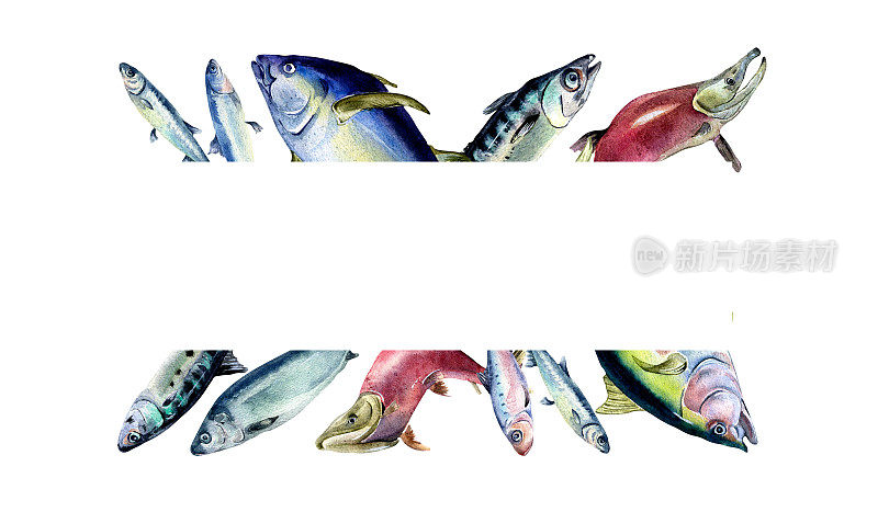 框架的各种新鲜的海鱼水彩插图孤立的白色。野生鱼类，金枪鱼，鲑鱼，鲱鱼，凤尾鱼手绘。食谱、招牌、菜单、市场、包装的设计元素