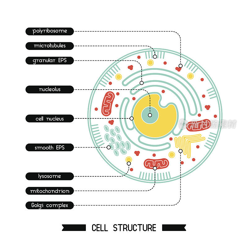 细胞结构1