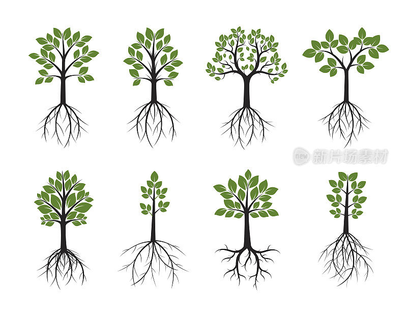 设置树木和根。矢量插图。