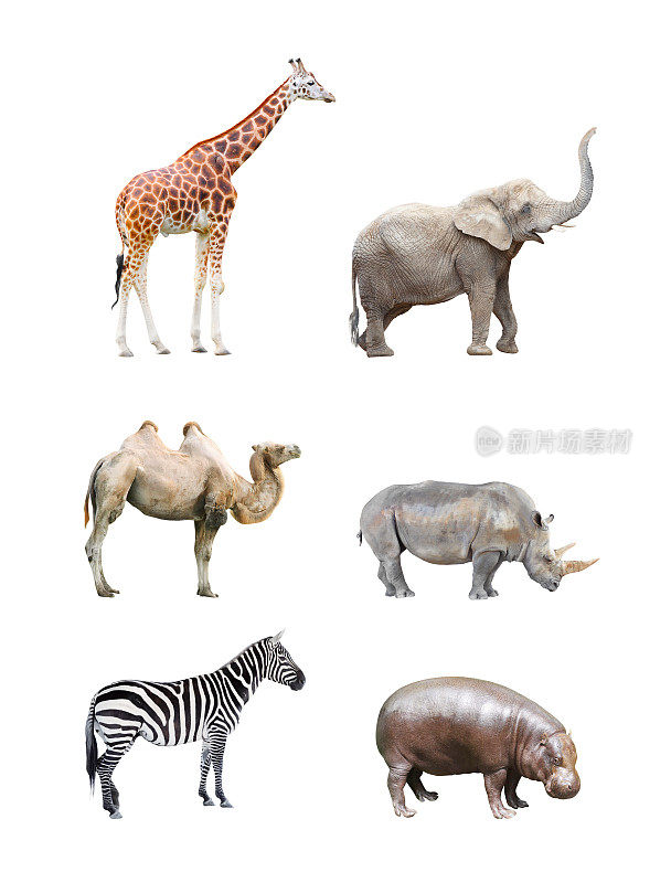 非洲大型哺乳动物。