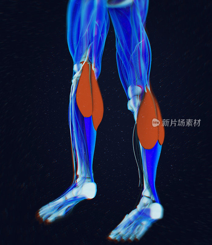 小腿肌肉，人体解剖学，腓肠肌。三维演示