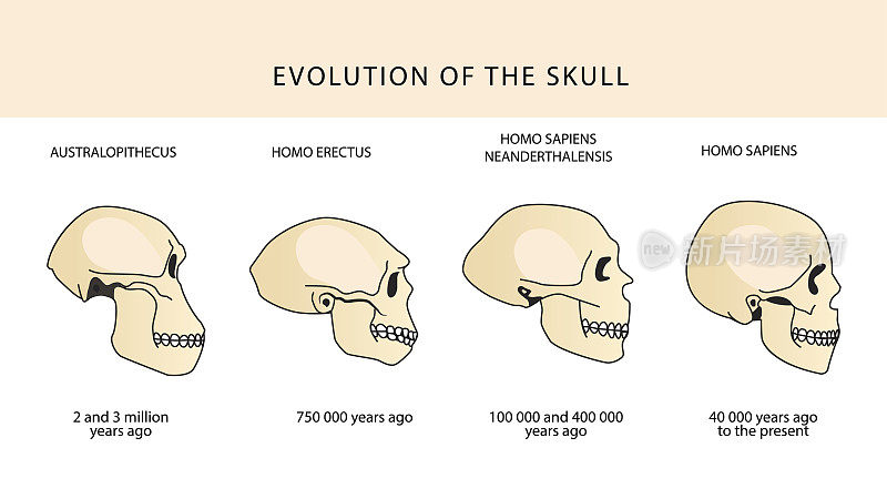人类头骨和文字的进化与年代。