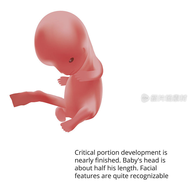 怀孕了。子宫内的人类胎儿。胎儿阶段。向量。