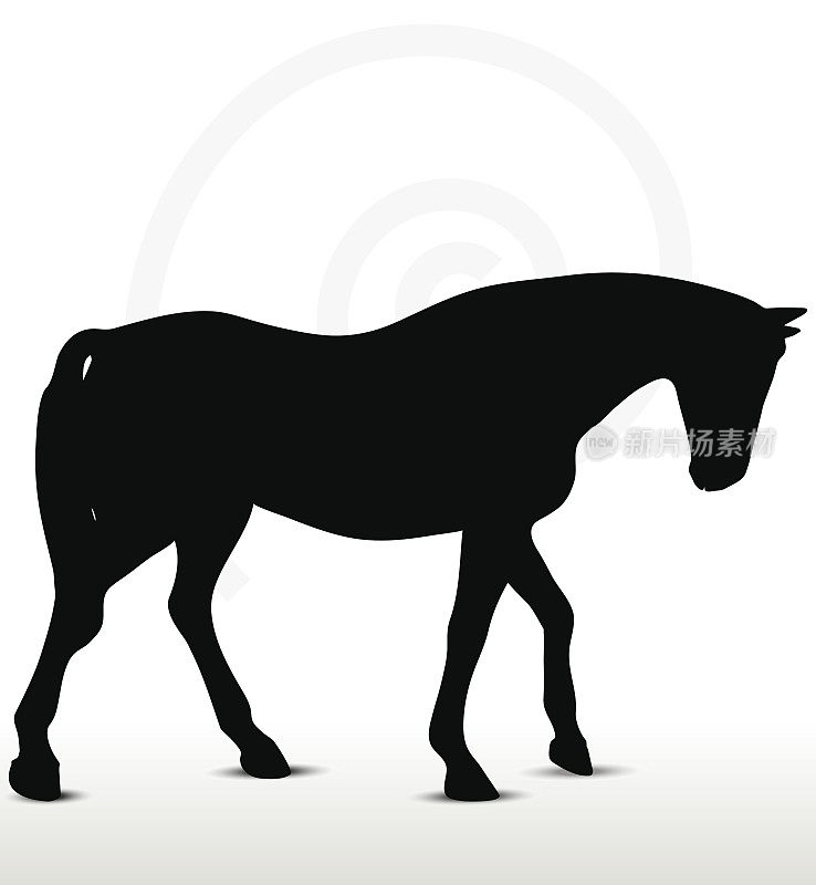 马的剪影在步行低头位置