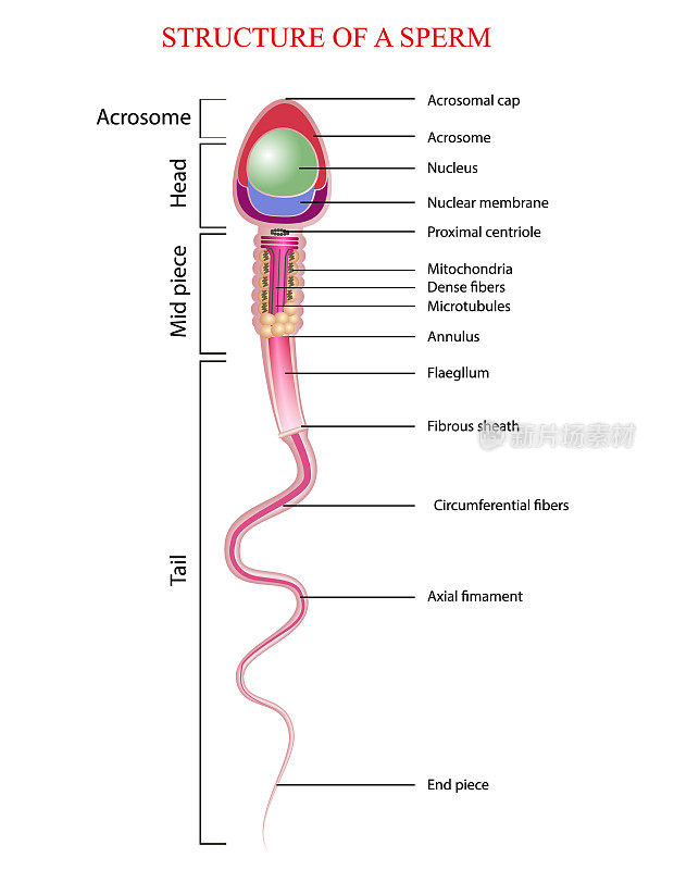 精子的结构