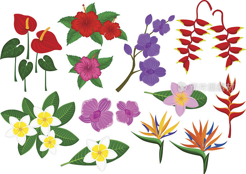 热带奇异花与鸡蛋花，天堂鸟，苍耳，红掌，兰花，木槿，螺旋花