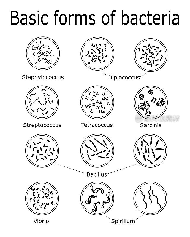 细菌的基本形态
