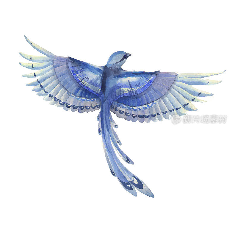 蓝松鸦在飞翔。水彩手绘插图。蓝色羽毛可爱的鸟性格。