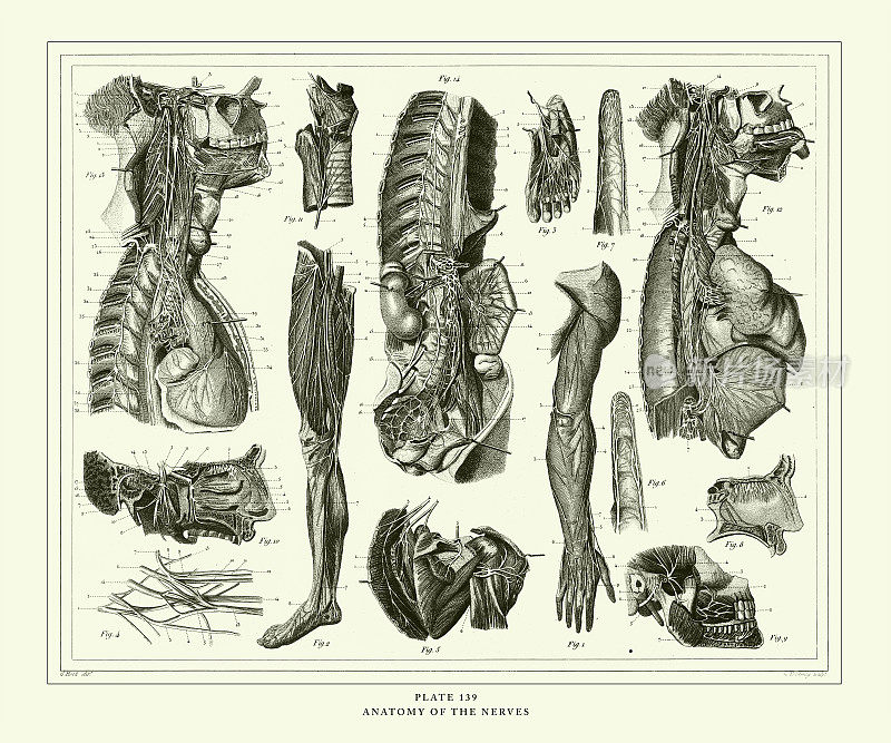 雕刻古董，神经解剖学，雕刻古董插图，1851年出版