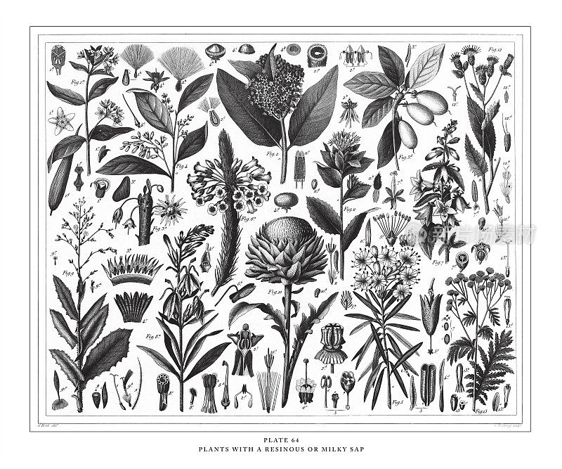 植物与树脂或乳白色树液雕刻古董插图，出版1851年