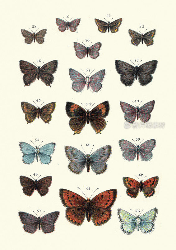 蝴蝶，棕色条纹蝴蝶，大铜色，蓝色，安格斯