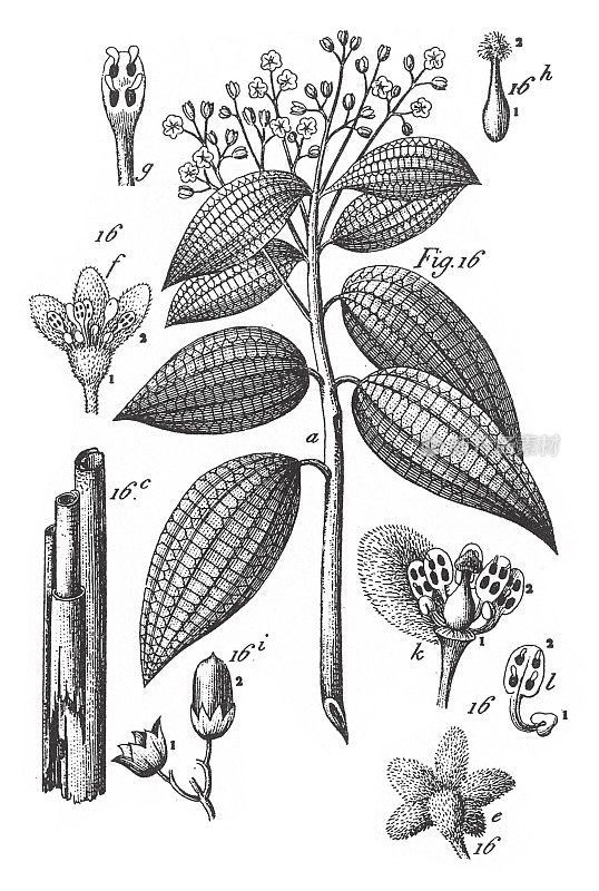 肉桂树，芳香植物雕刻古董插图，出版于1851年