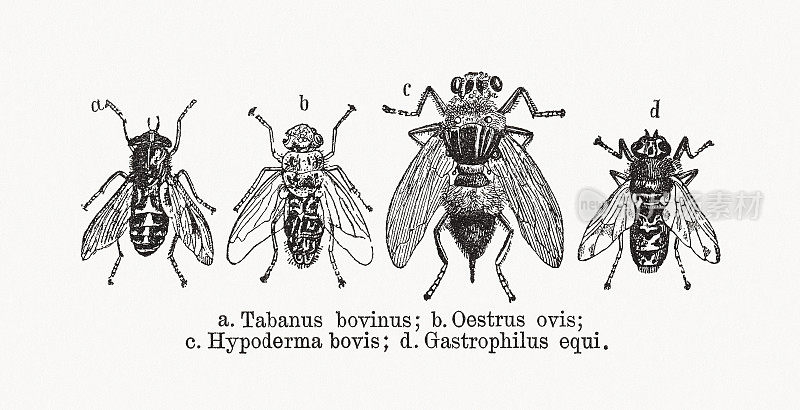 《蝇蛆》，木刻，1893年出版