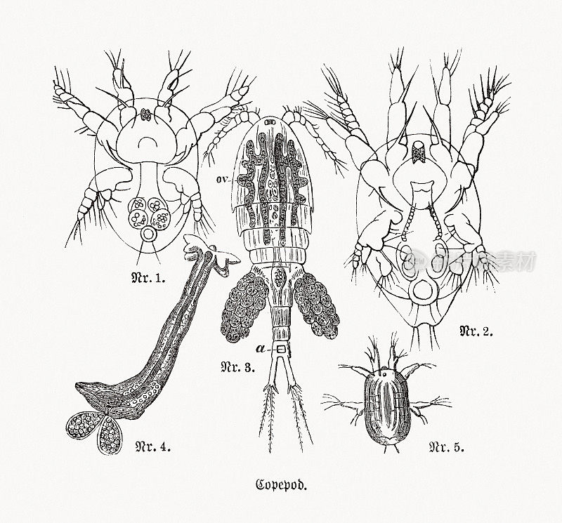 桡足类，木刻，1893年出版
