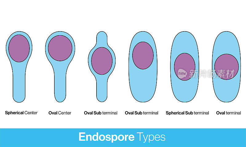 内生孢子的类型医学插图。