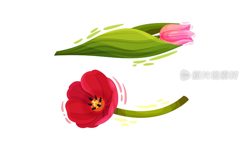 彩色郁金香花与大的和艳丽的芽在绿色茎向量集
