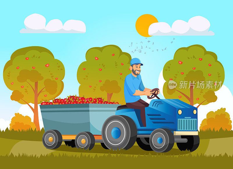 农民们正在用拖拉机拖车装载苹果。本地农场种植的有机食品，环保季节性产品。人们生产和收获自然生产