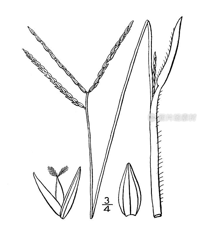 古植物学植物插图:雀稗、蟹草雀稗