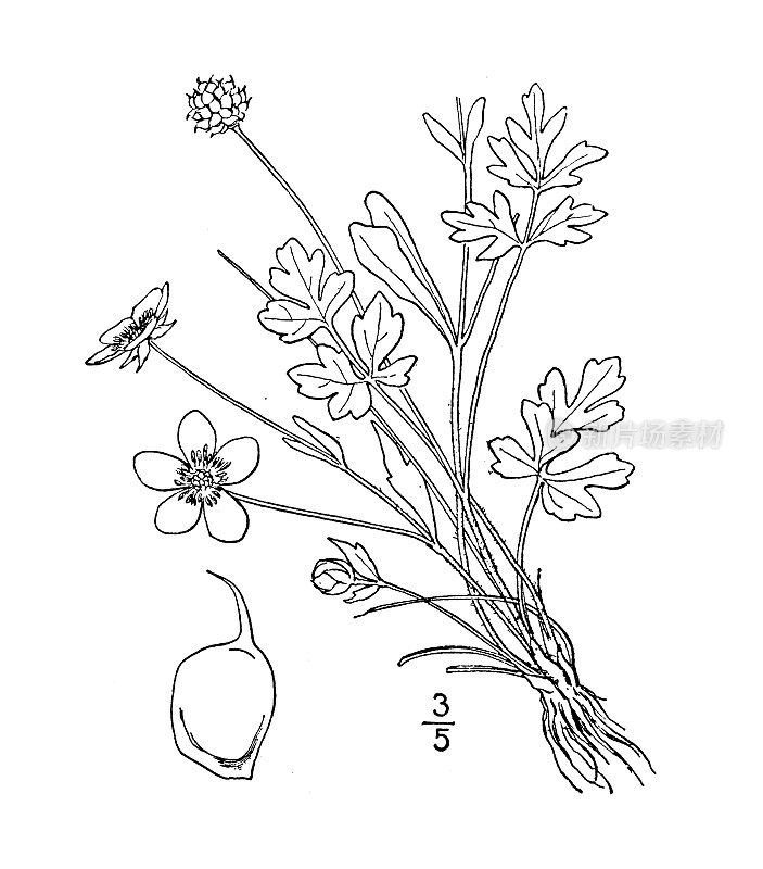 古植物学植物插图:毛茛、毛茛