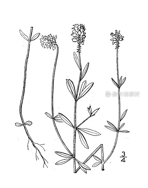 古植物学植物插图:短叶远志、短叶沙蒿