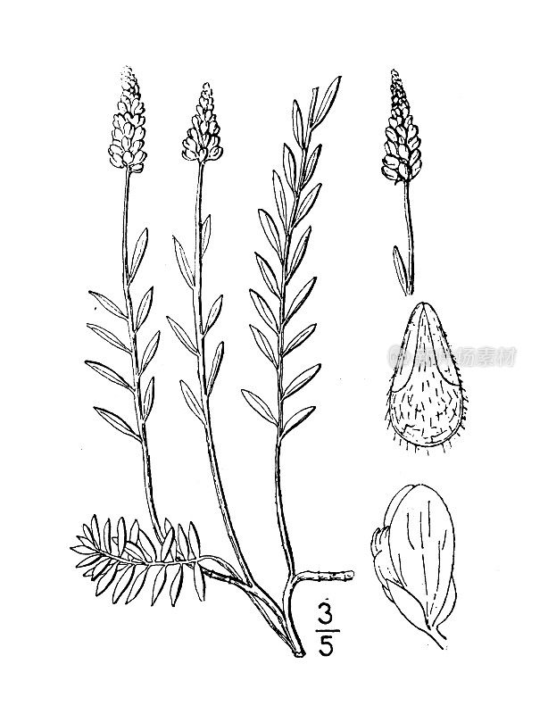 古植物学植物插图:远志白芷、白牛膝