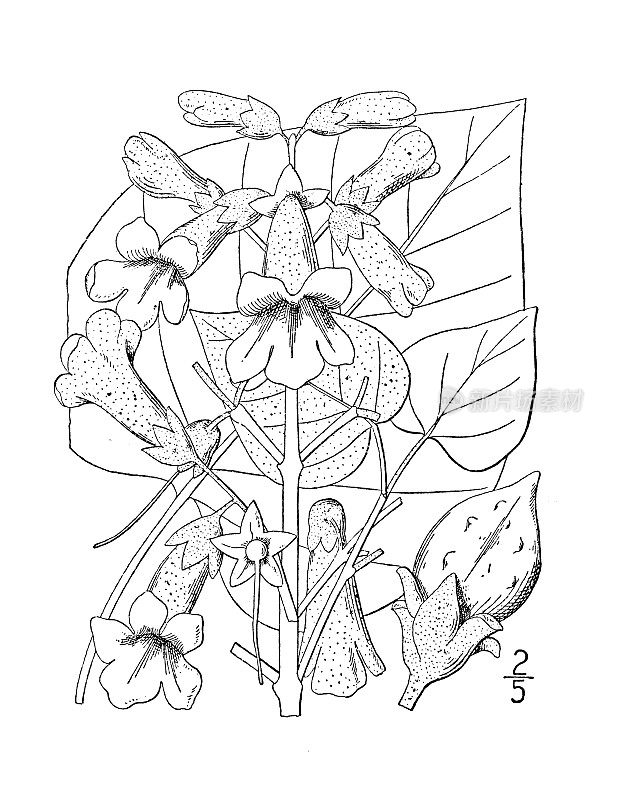 古植物学植物插图:毛桐、泡桐