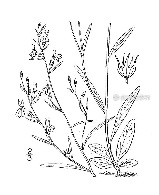古植物学植物插图:半边莲，纳托尔的半边莲