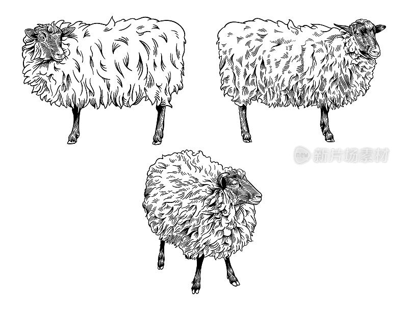 一组羊的矢量图