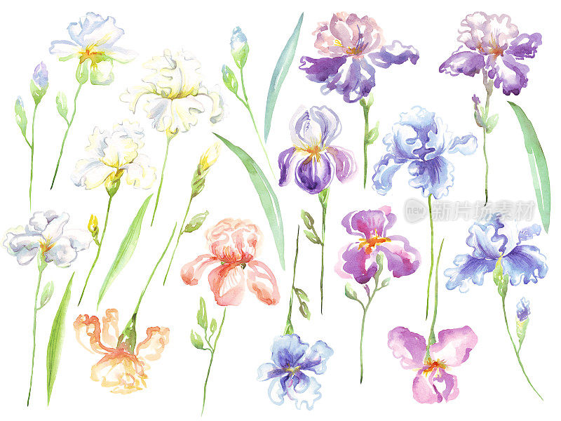 水彩虹膜花。手绘插图