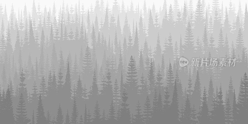 清晨的针叶林，黑白相间的风景