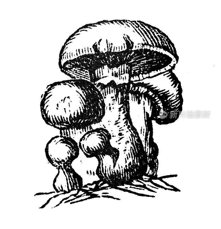 仿古雕刻插画:蘑菇