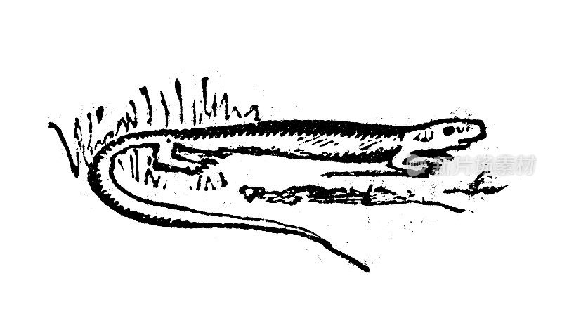 古董雕刻插画:赛普斯蜥蜴