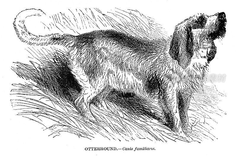 水獭犬插图1892年