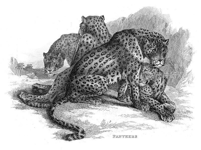 四只黑豹-插图雕刻1853年
