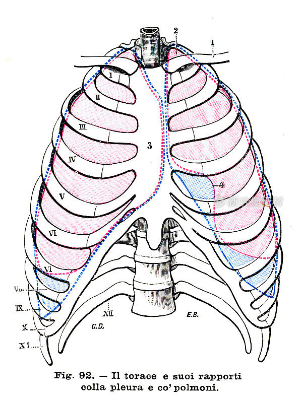 胸腔解剖雕刻1899年