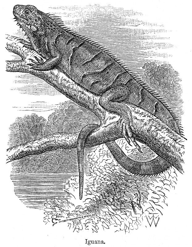 鬣蜥插图，1878年
