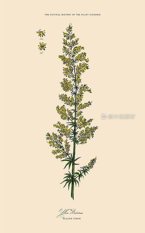 开花植物，植物王国，维多利亚植物插图，大约1853年