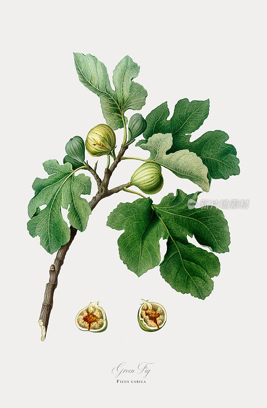 无花果，快乐的无花果，无花果，植物插图，大约1817年