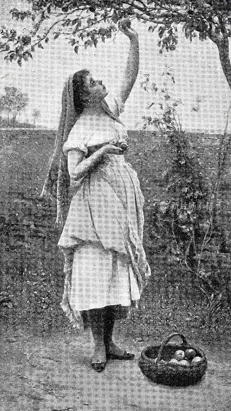 在花园里摘苹果的妇女