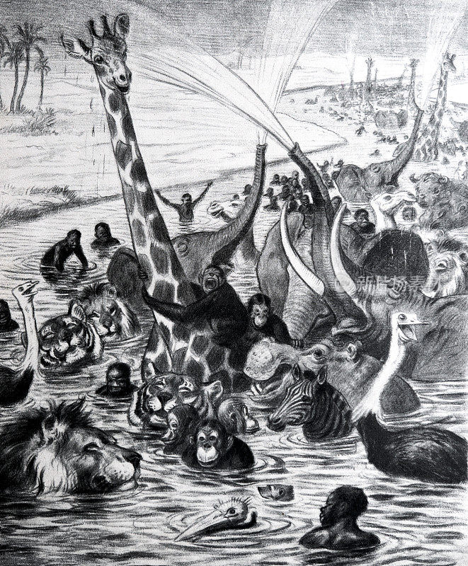 许多快乐的动物在非洲河里游泳