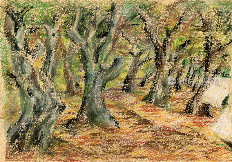 橄榄树林