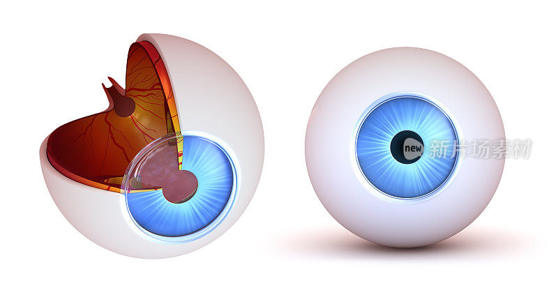 眼睛解剖-内部结构和正面视图
